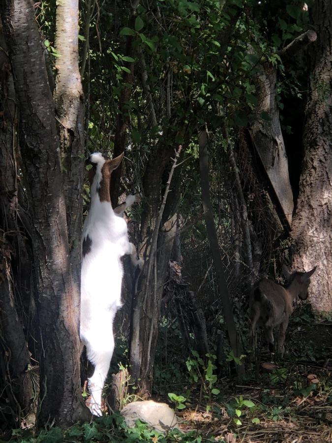Au Vieux Puit Villa Polisy Luaran gambar